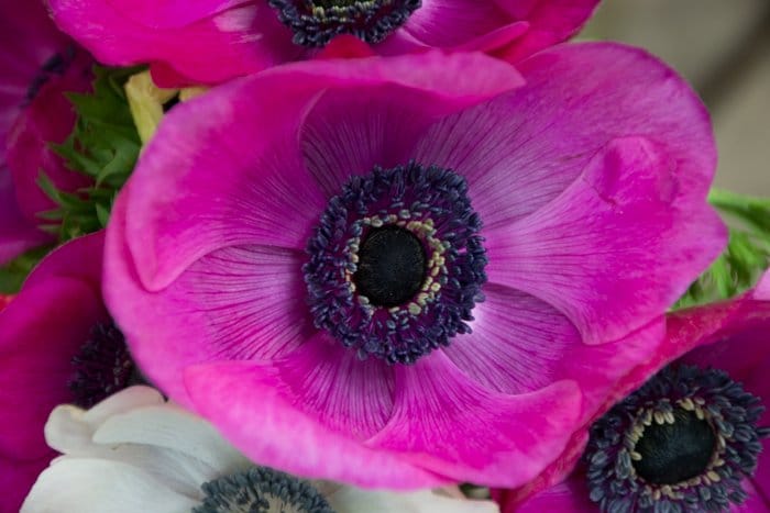 Una foto de cerca de una flor rosa brillante con un valor de claridad: 0