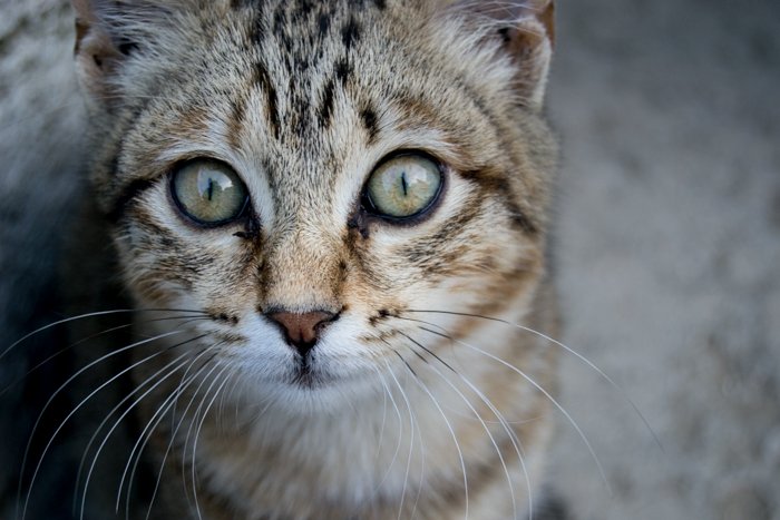Una foto de un gato editada con un pincel de claridad positiva