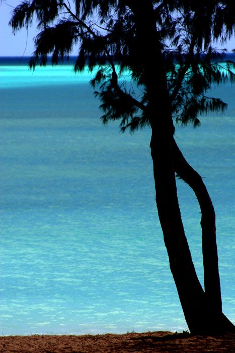 Fotografía costera: árbol en silueta con agua azul brillante en segundo plano.