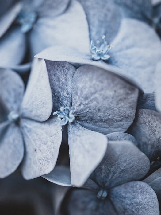 Fotografía macro de una flor en azul desaturado