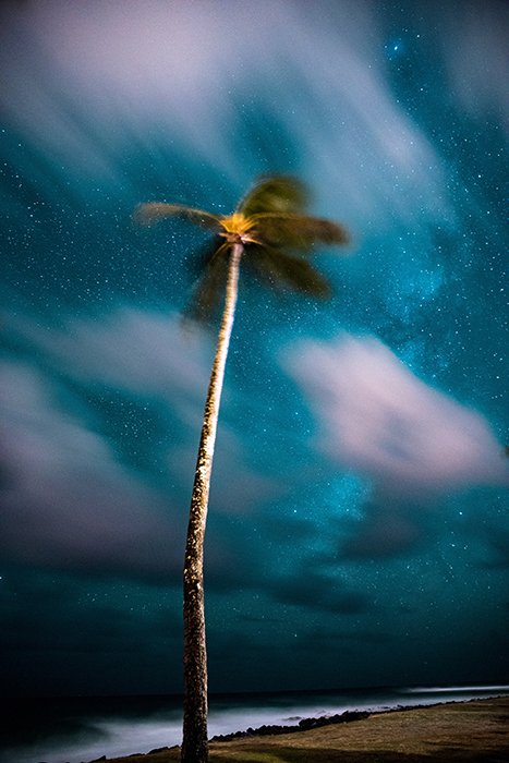 Foto de una palmera bajo el cielo estrellado.