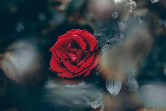 Foto de primer plano de una rosa roja con manchas borrosas en primer plano