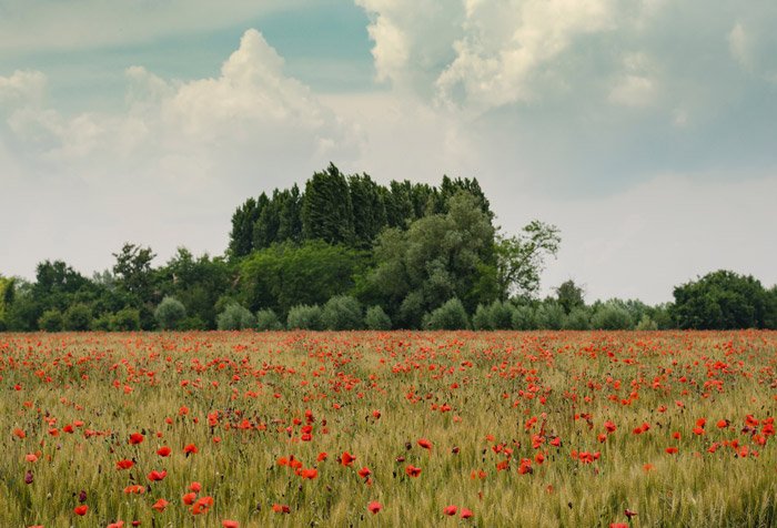 Foto de paisaje de un campo lleno de amapolas rojas con un bosque en el fondo