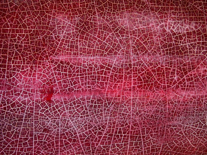 Un fondo rojo con líneas blancas agrietadas que lo atraviesan en un patrón abstracto