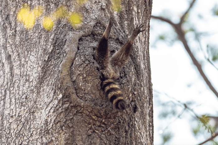 Foto divertida de un mapache atrapado en un árbol de los premios Comedy Wildlife Photography Awards