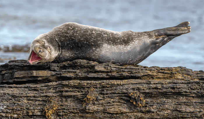 Foto divertida de una foca riendo de los premios Comedy Wildlife Photography Awards