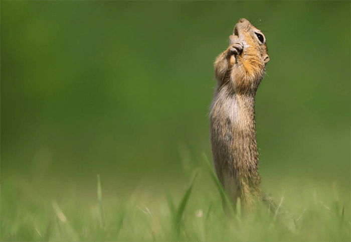 Foto divertida de un lindo roedor de los premios Comedy Wildlife Photography Awards