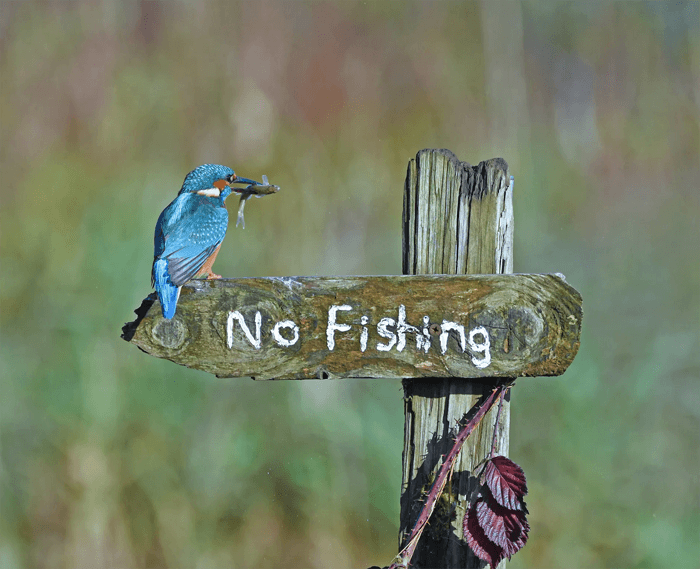 Foto divertida de un martín pescador sentado en un letrero de 'no pescar' de los premios Comedy Wildlife Photography Awards