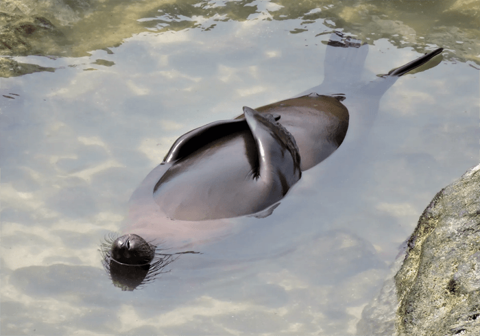 Foto divertida de una foca de los premios Comedy Wildlife Photography Awards