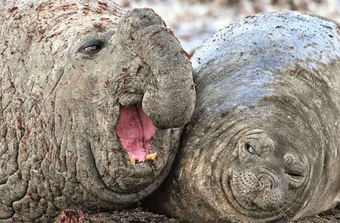 Foto divertida de dos elefantes marinos de los premios Comedy Wildlife Photography Awards