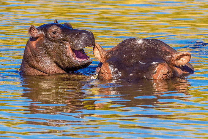 Foto divertida de un hipopótamo bebé susurrando al oído de su madre de los premios Comedy Wildlife Photography Awards