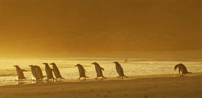 Foto divertida de un pingüino vomitando de los premios Comedy Wildlife Photography Awards