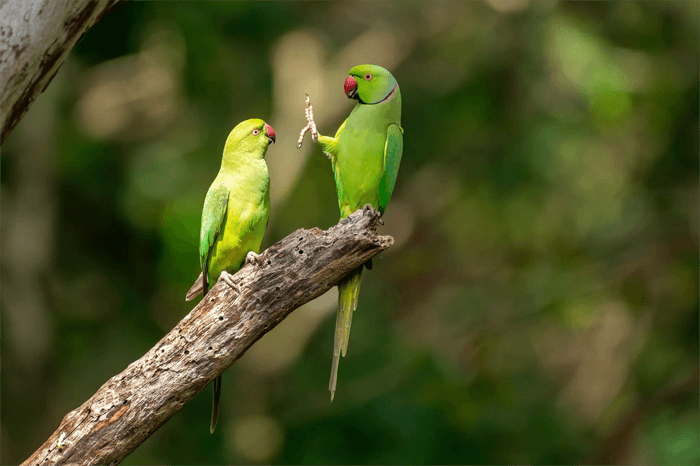 Foto divertida de periquitos charlando de los premios Comedy Wildlife Photography Awards