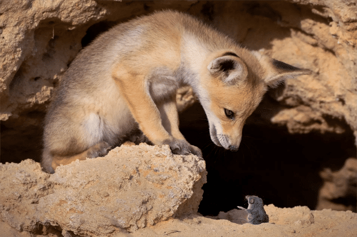 Foto divertida de un zorro y un ratón de los premios Comedy Wildlife Photography Awards