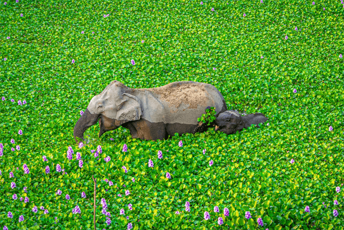 Foto divertida de una madre y un bebé elefante de los premios Comedy Wildlife Photography Awards