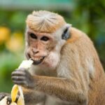 Foto divertida de un mono comiendo un plátano