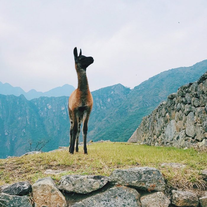 Una fotografía de una alpaca en un paisaje montañoso. 