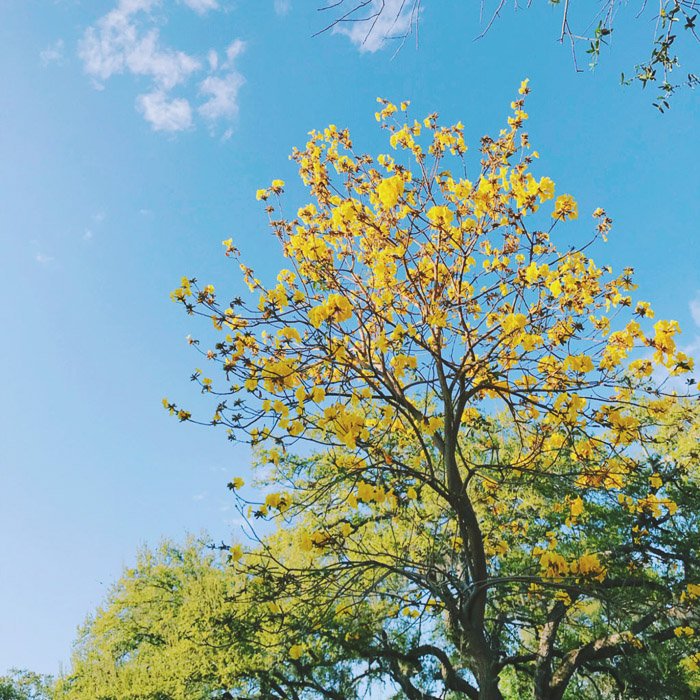 Una fotografía de un árbol de hojas amarillas contra un cielo azul.