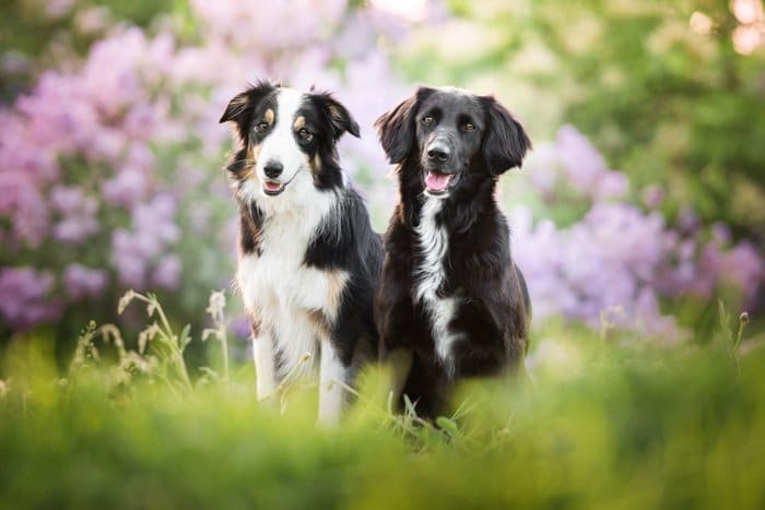 Dos perros lindos en un campo