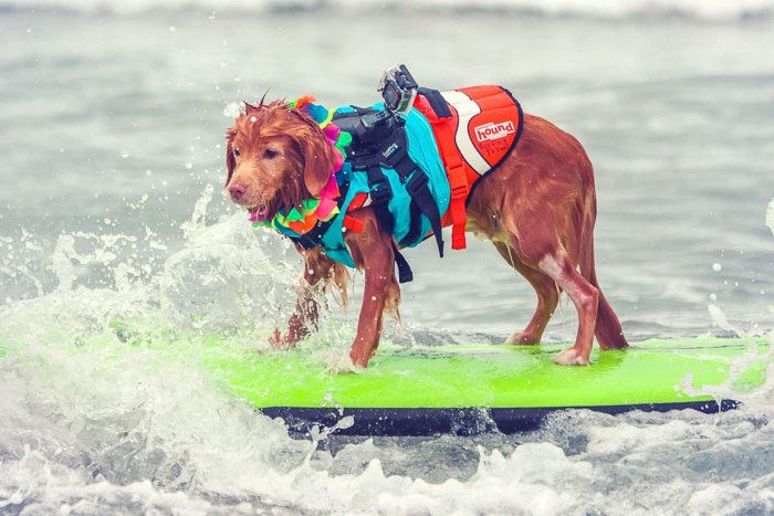 un lindo retrato de mascota de un perro en una tabla de surf - apertura para fotografía de mascotas