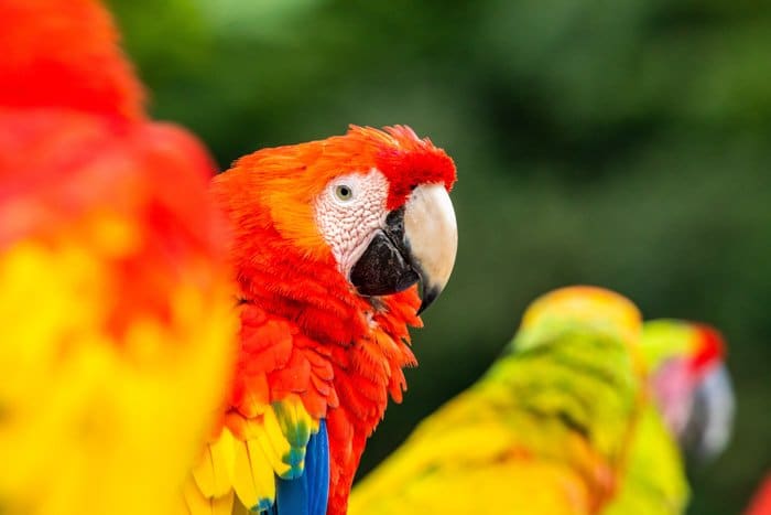 Un retrato de colores brillantes de loros guacamayos que muestran saturación de color