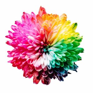 Una flor multicolor impresionante que demuestra ejemplos de colores complementarios