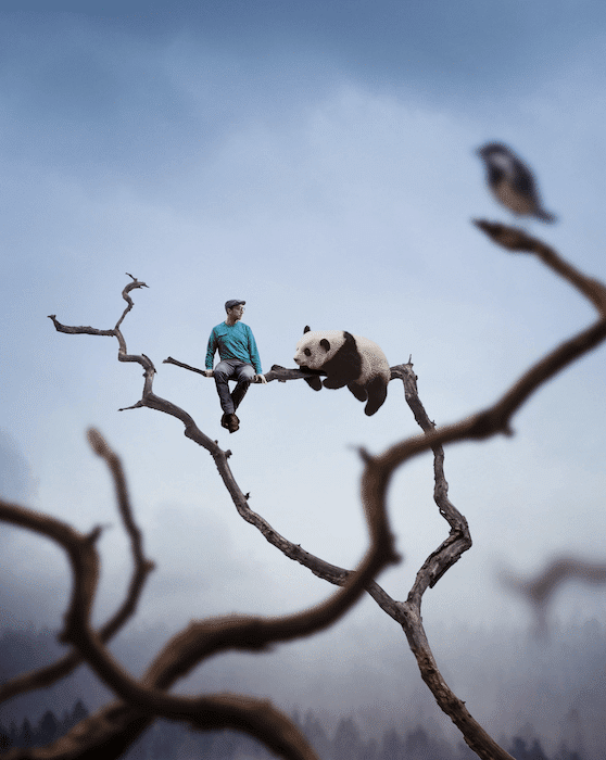 Imagen de fotografía compuesta de un hombre sentado en la rama de un árbol desnudo con un panda