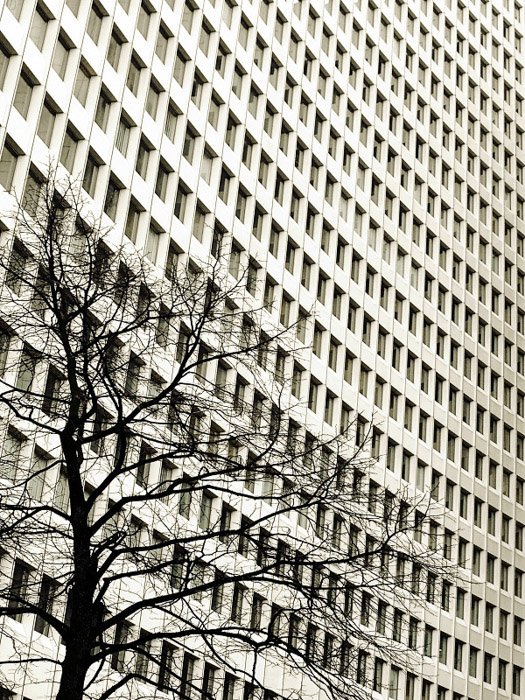 Un árbol en el primer plano de un gran edificio con múltiples ventanas que demuestra el equilibrio de peso conceptual en la fotografía