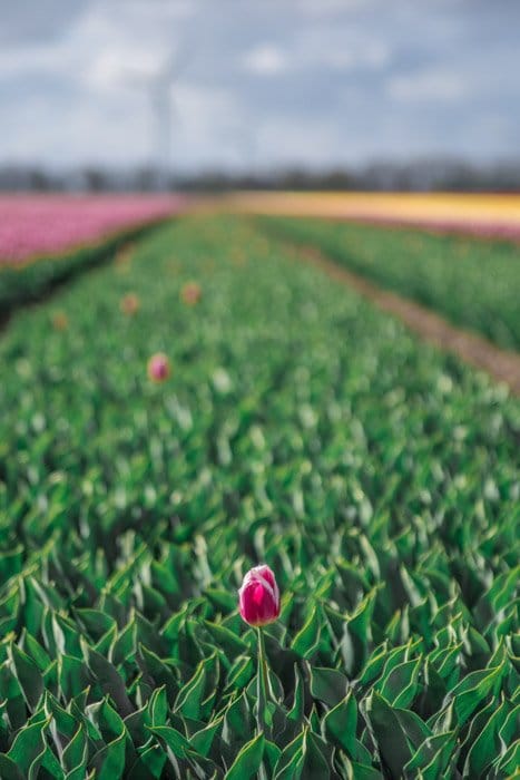 Un tulipán en primer plano de un gran campo - Balance de peso focal