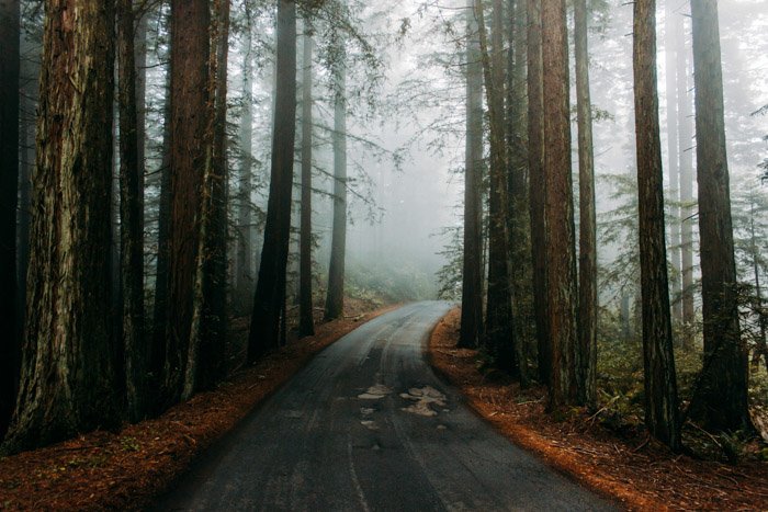 Un camino sombrío y atmosférico a través de un bosque.