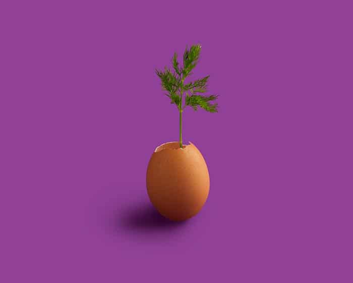 Una foto conceptual de una planta que crece a partir de una cáscara de huevo sobre un fondo púrpura 