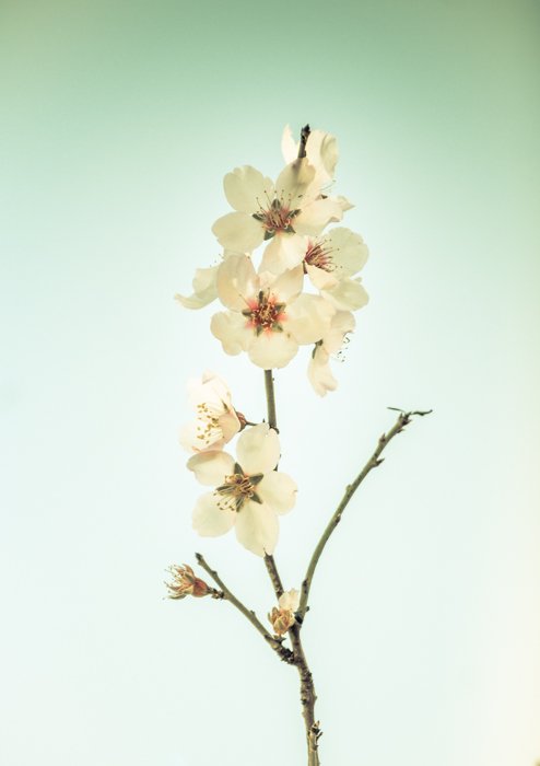 Foto serena de una flor blanca como ejemplo de imágenes de bajo contraste