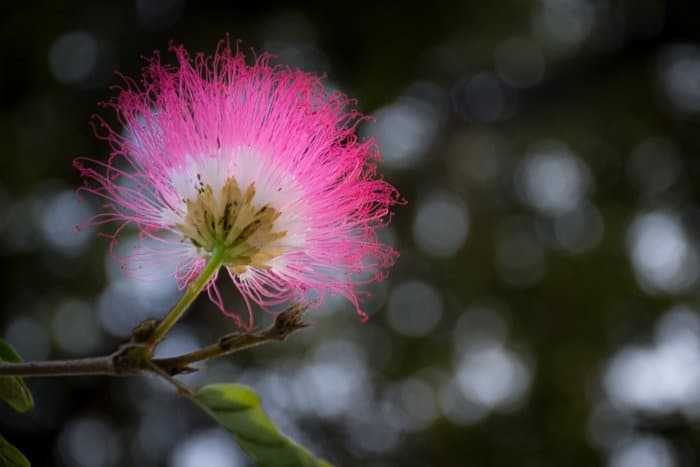 Una foto de una flor rosa con un suave fondo bokeh