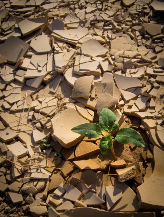 Una planta verde que crece a través del hormigón roto y los escombros que demuestran imágenes de contraste conceptual