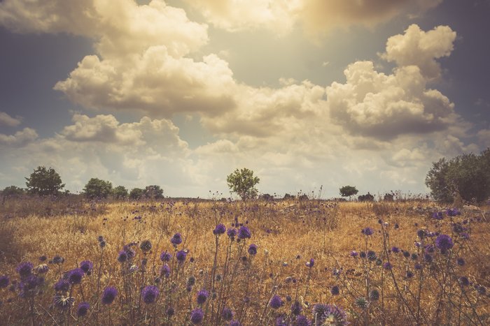 Una foto de ensueño de bajo contraste de un prado bajo un cielo nublado