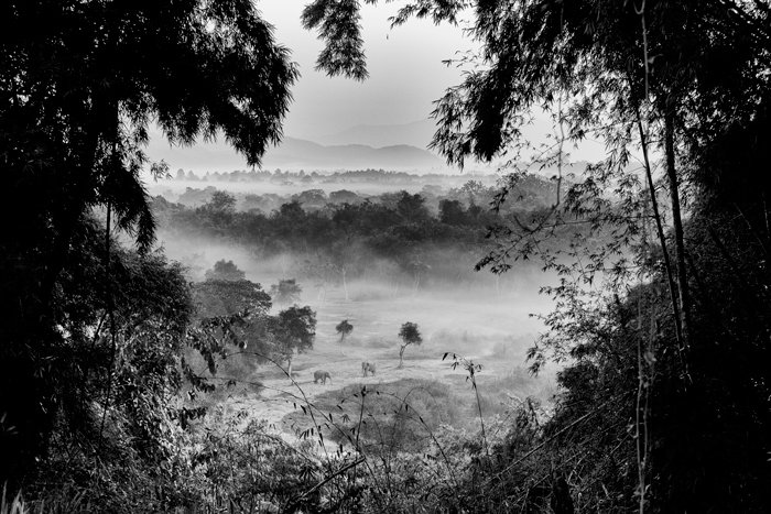 Imagen de paisaje en blanco y negro asomándose desde las alturas en una jungla, elefantes en la distancia