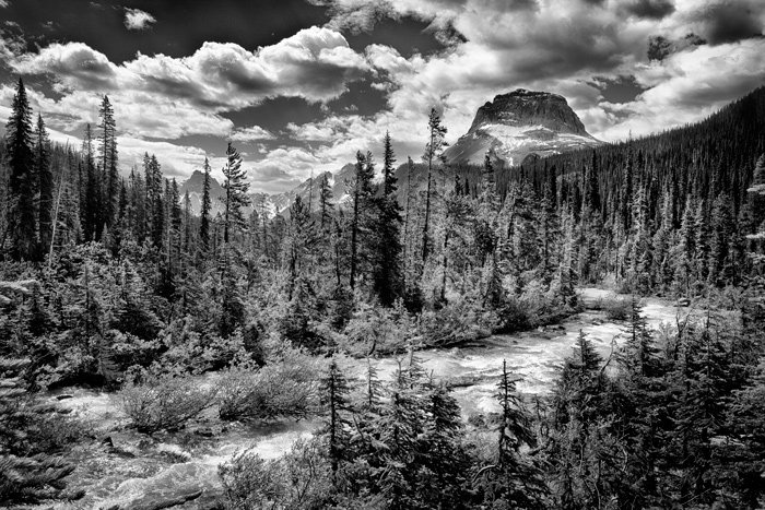 Una vista en escala de grises del bosque disperso.