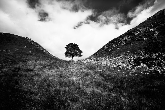 Vista en blanco y negro mirando hacia arriba al árbol pequeño con nubes blancas en el fondo desde la distancia