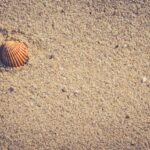 Fotografía cenital de una concha en la arena, ideas creativas para fotografías de playa.