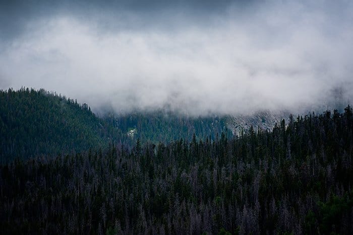 Un paisaje oscuro y cambiante de un bosque cubierto por nubes.