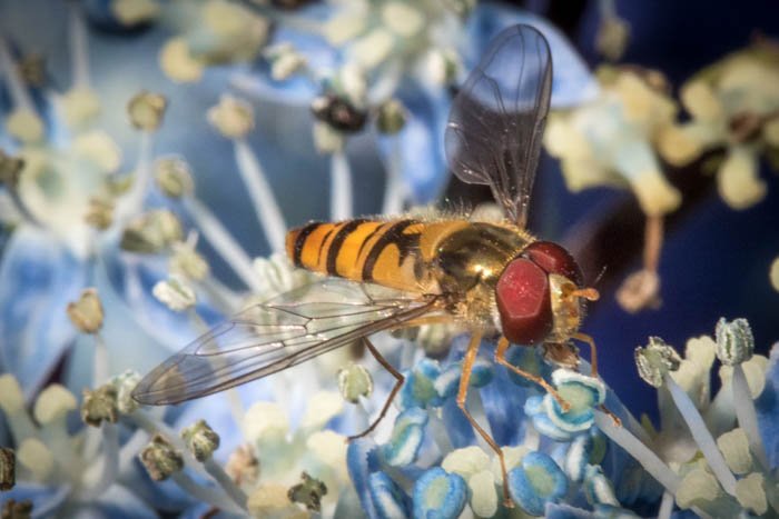 Una foto de primer plano de una abeja en una flor