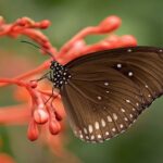 Fotografía macro de una mariposa marrón sentada sobre una flor