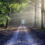 Foto de un bosque con luz brillando a través del bosque