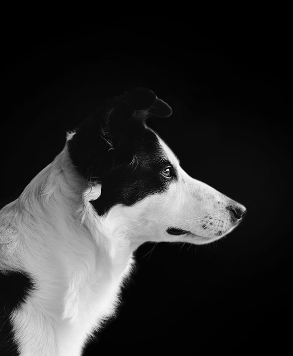 Fotografía en blanco y negro de un perro de lado, con fondo negro