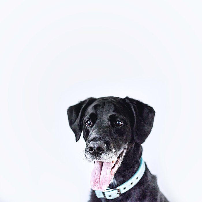 Foto de un perro negro de aspecto feliz con la boca abierta y la lengua afuera frente a un fondo blanco