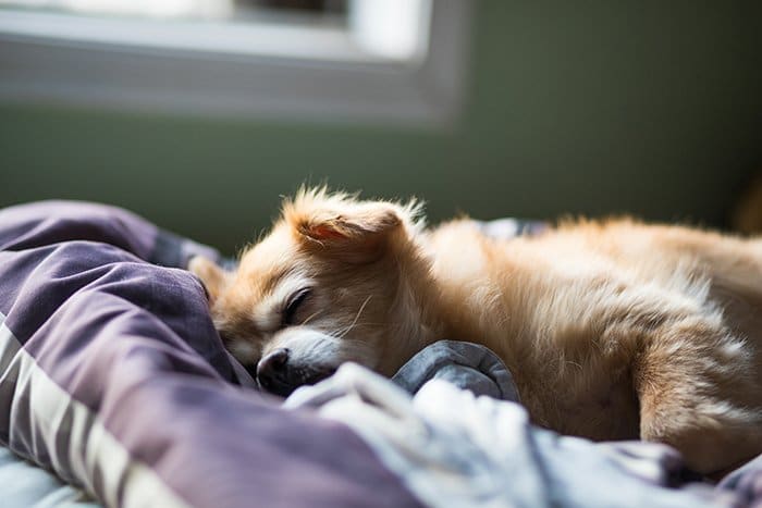 Lindo retrato de mascota de un cachorro marrón durmiendo