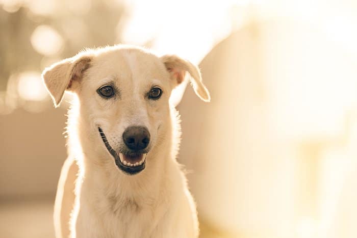 Un retrato de fotografía de mascotas de un perro blanco