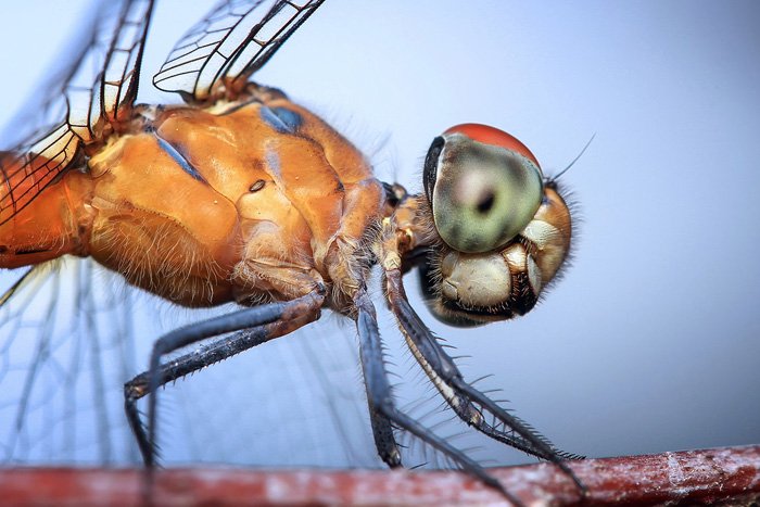 impresionante foto macro de una libélula en una flor - bellas imágenes de libélulas