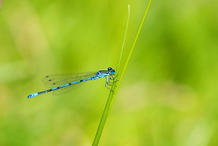 impresionante foto de una libélula azul sobre una brizna de hierba - bellas imágenes de libélulas