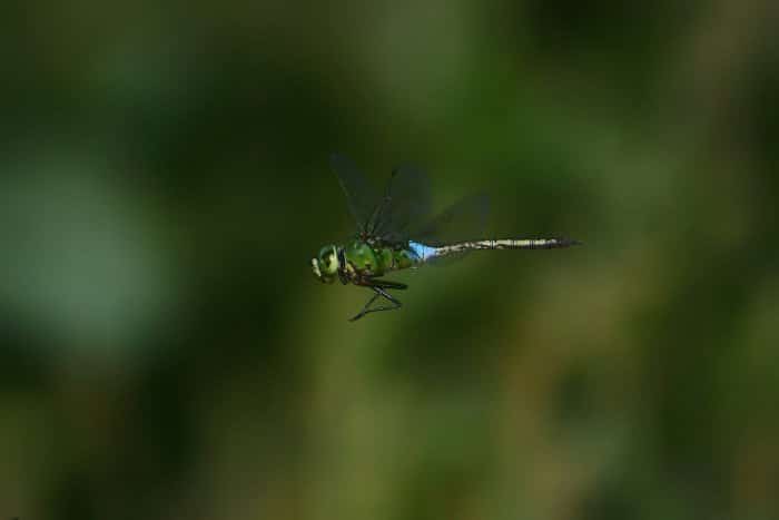 impresionante foto de una libélula verde y azul en vuelo - bellas imágenes de libélulas